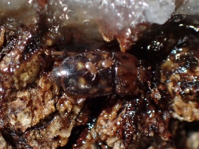 Epuraea guttata - tízpettyes fénybogár Epuraea guttata - tízpettyes fénybogár