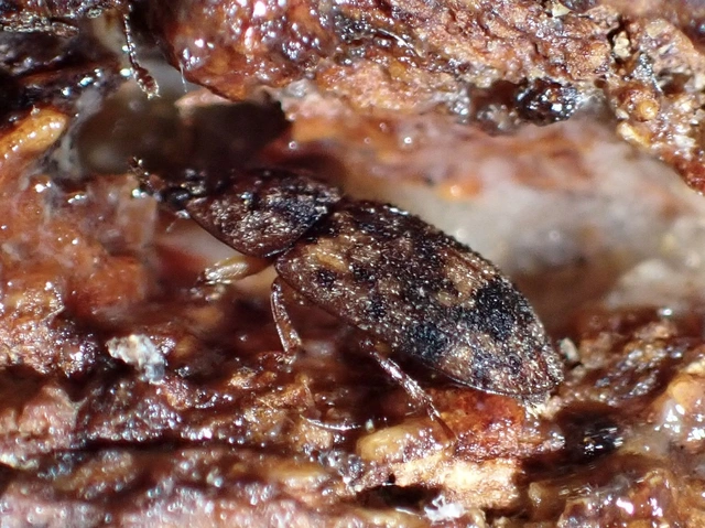 Soronia grisea - pettyegetett fénybogár