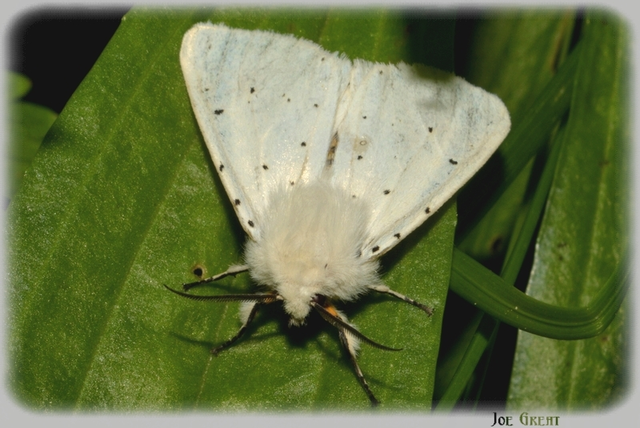 Spilosoma lubricipedum - tejszínű medvelepke