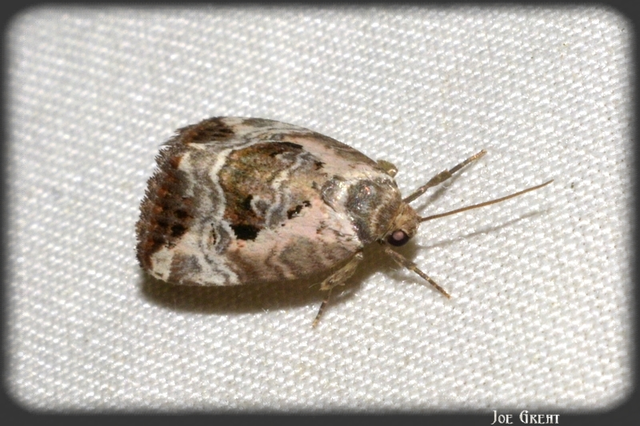 Hapalotis venustula - rózsaszínű mázasbagoly
