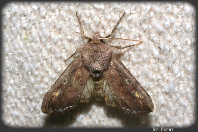 Lacanobia oleracea - saláta-kertibagoly