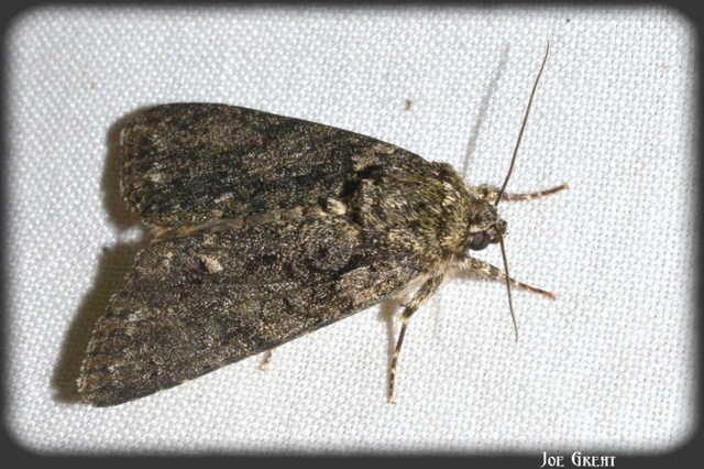 Acronicta rumicis - sóska-szigonyosbagoly