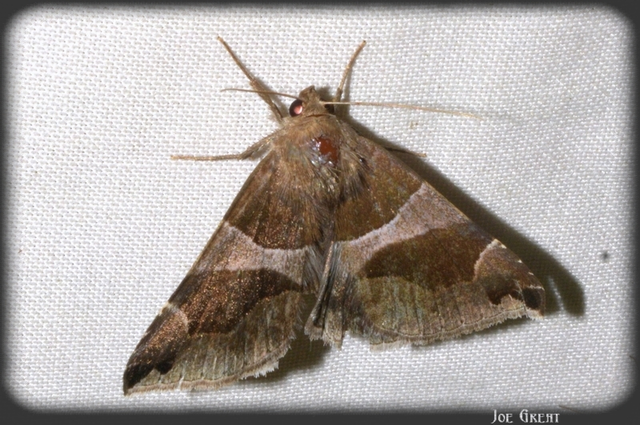 Dysgonia algira - déli porcelánbagoly