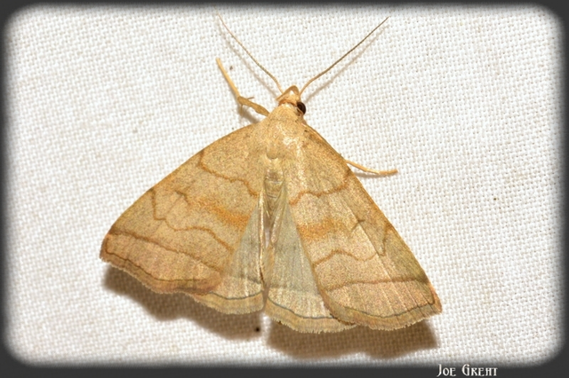 Herminia tarsicrinalis - szőröslábú karcsúbagoly