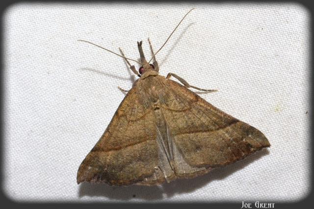 Hypena proboscidalis - ormányos karcsúbagoly