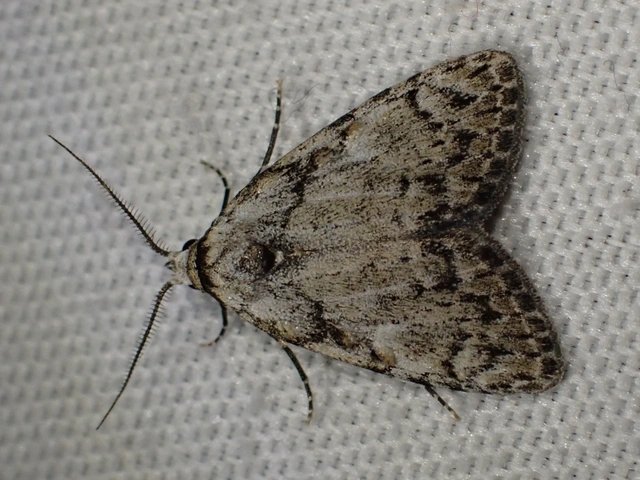 Meganola strigula - hamvas pamacsosszövő
