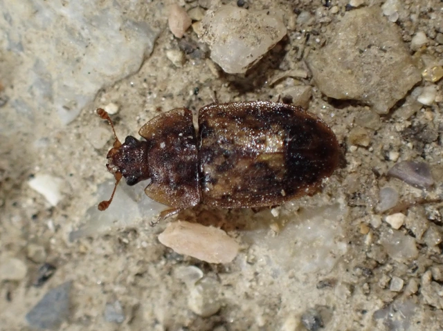 Soronia grisea - pettyegetett fénybogár Soronia grisea - pettyegetett fénybogár