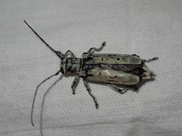 Saperda octopunctata - nyolcpontos cincér