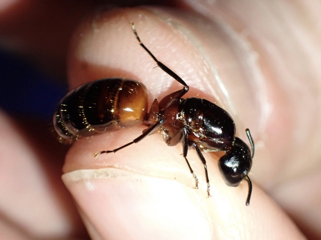 Camponotus ligniperda - faodvasító lóhangya