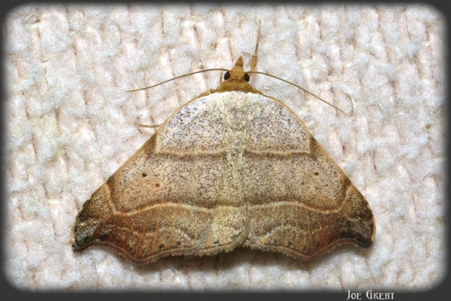 Laspeyria flexula - zuzmóbagoly