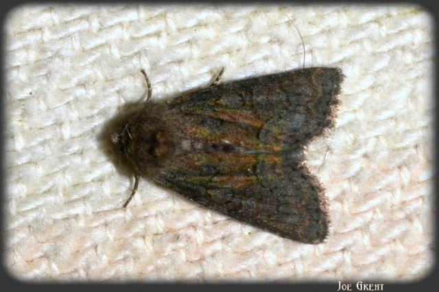 Oligia strigilis/latruncula/versicolor