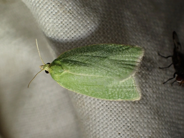 Tortrix viridana - tölgyilonca