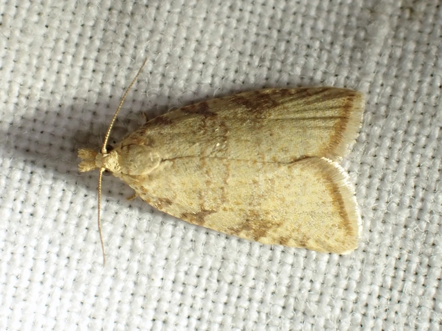 Aleimma loeflingiana - tölgylevél-sodrómoly Aleimma loeflingiana - tölgylevél-sodrómoly