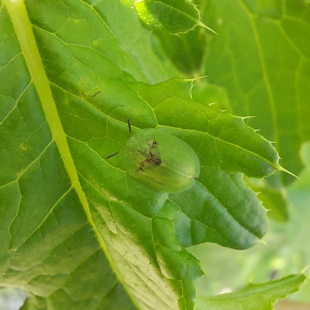 Cassida Cassida