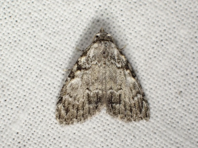 Meganola strigula - hamvas pamacsosszövő