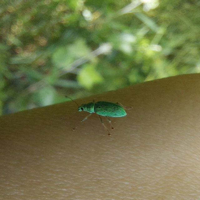Polydrusus formosus - selymes lombormányos