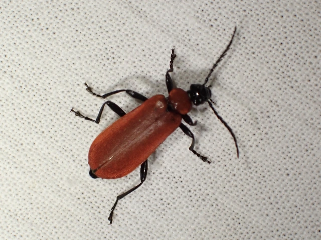 Pyrochroa coccinea - nagy bíborbogár