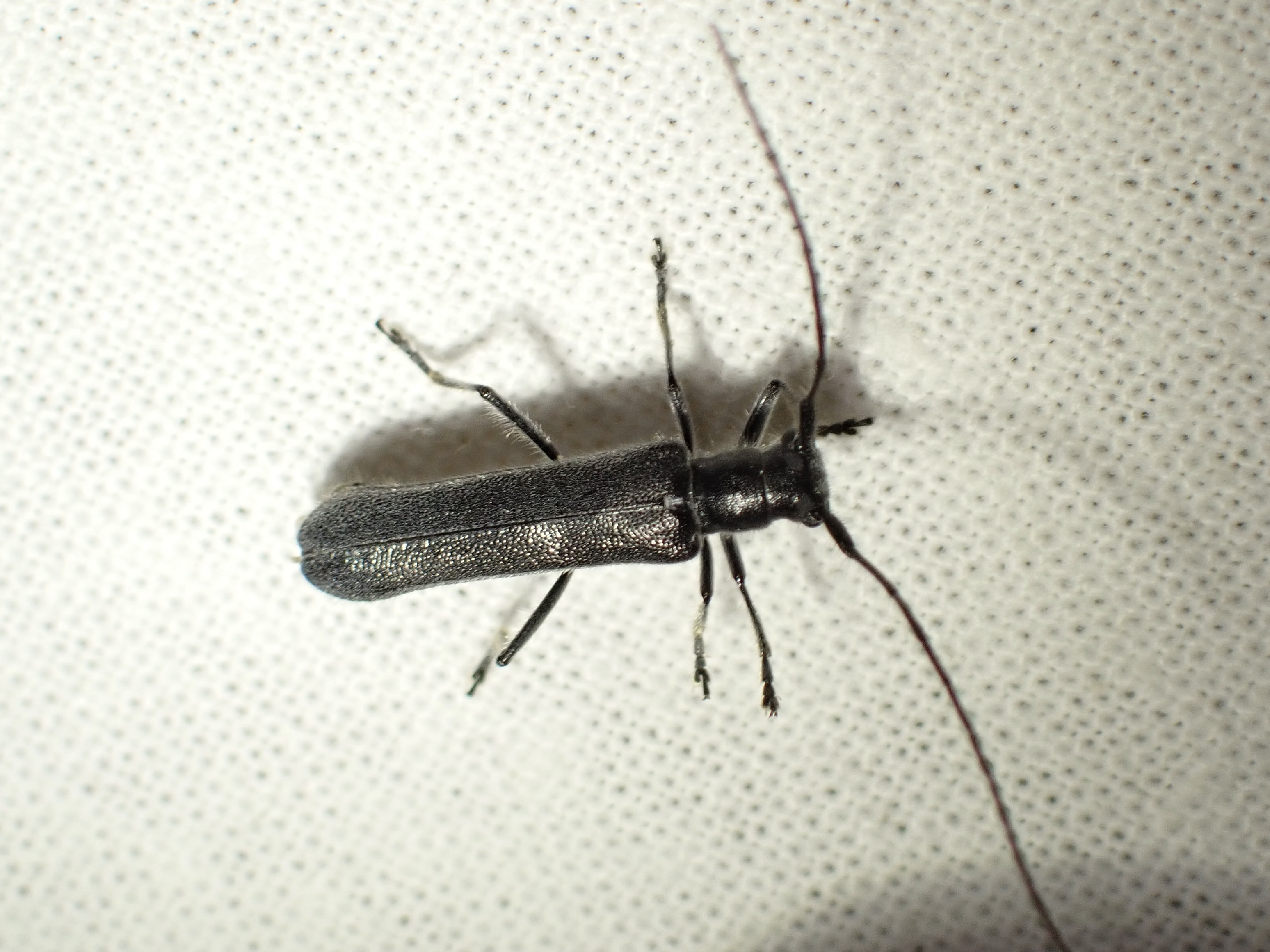 Stenostola dubia - fémes hársfacincér