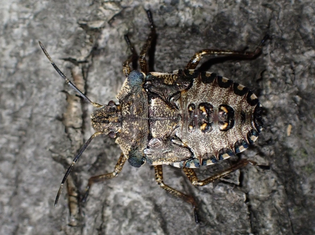 Pentatoma rufipes - vöröslábú címerespoloska Pentatoma rufipes - vöröslábú címerespoloska