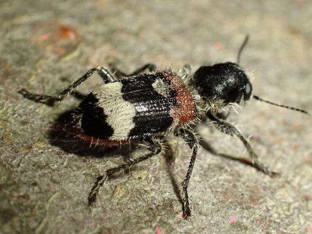 Clerus mutillarius - feketenyakú szúfarkas