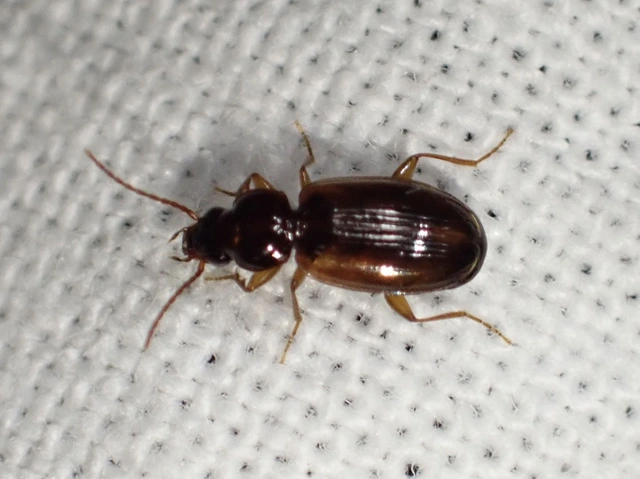 Trechus quadristriatus - közönséges fürgefutonc