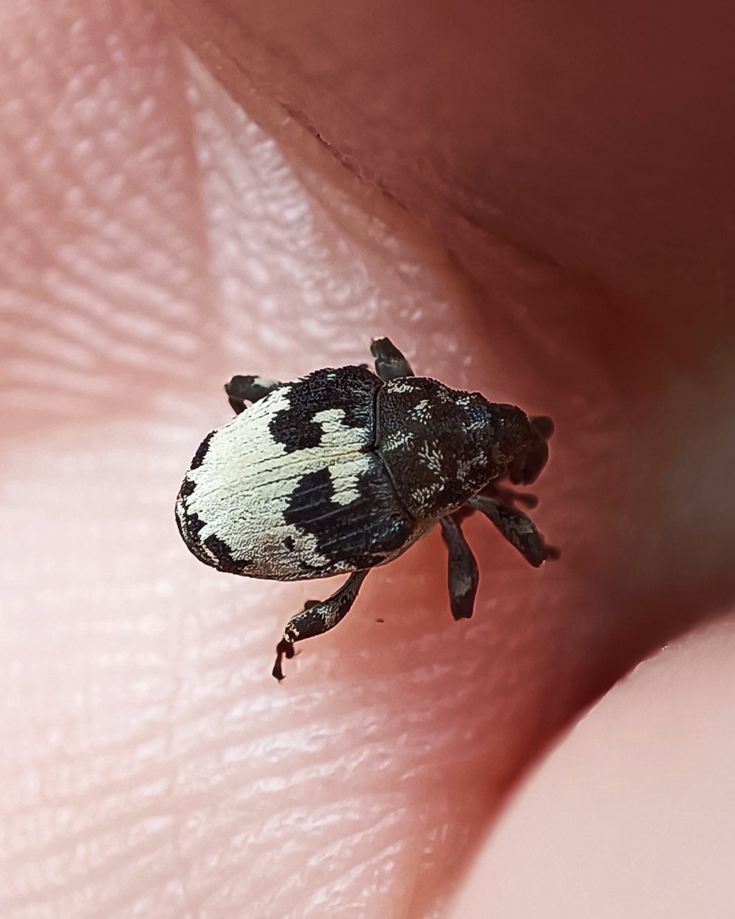 Mogulones dimidiatus - apácavirág-tarkaormányos