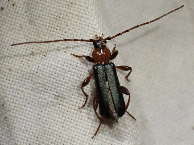 Phymatodes testaceus - változékony korongcincér Phymatodes testaceus - változékony korongcincér