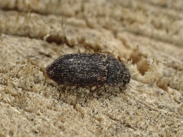 Colobicus hirtus - szegélyes héjbogár