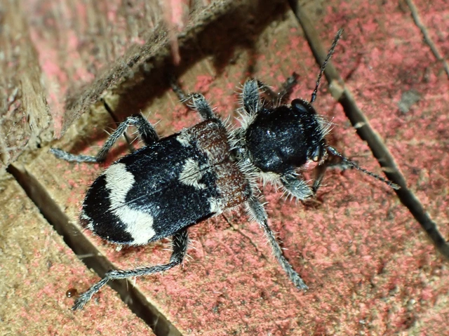 Clerus mutillarius - feketenyakú szúfarkas