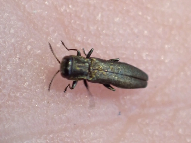 Agrilus laticornis - szélescsápú karcsúdíszbogár