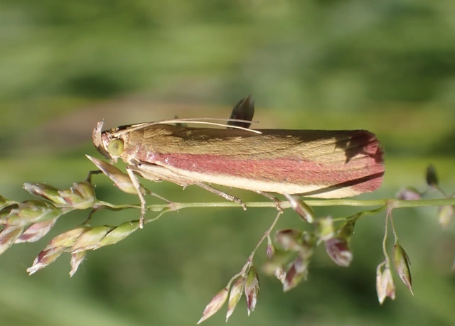Oncocera semirubella - lucernamoly