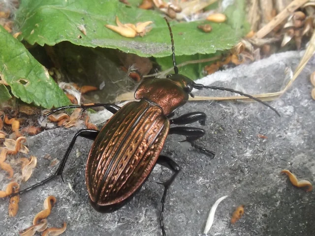 Carabus ulrichii - rezes futrinka Carabus ulrichii - rezes futrinka