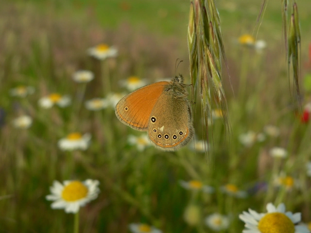 Coenonympha glycerion - közönséges szénalepke