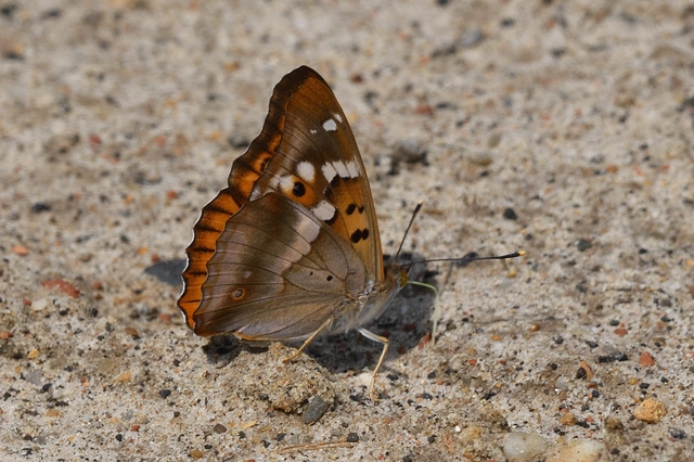 Apatura ilia - kis színjátszólepke