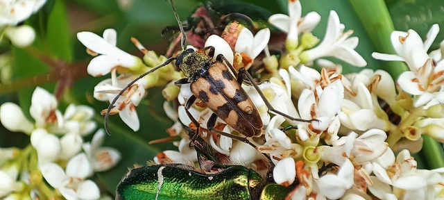 Pachytodes erraticus - rajzos virágcincér