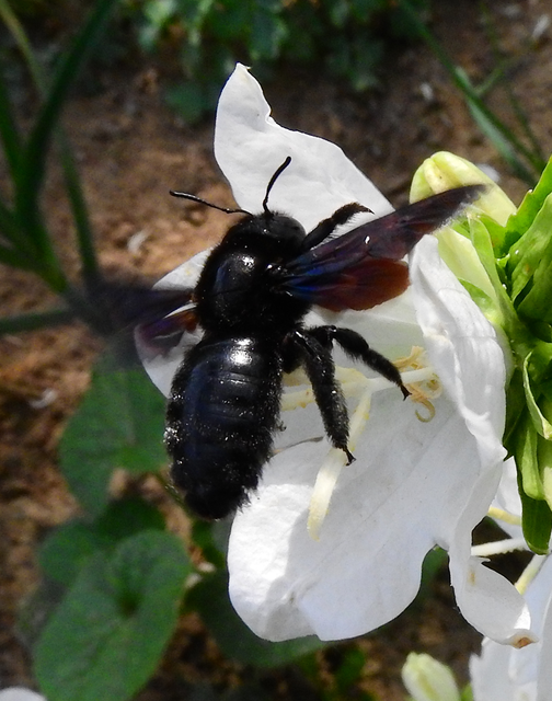 Xylocopa