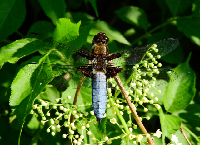 Libellula depressa - széles laposacsa