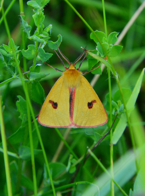 Diacrisia sannio - vörösszélű medvelepke