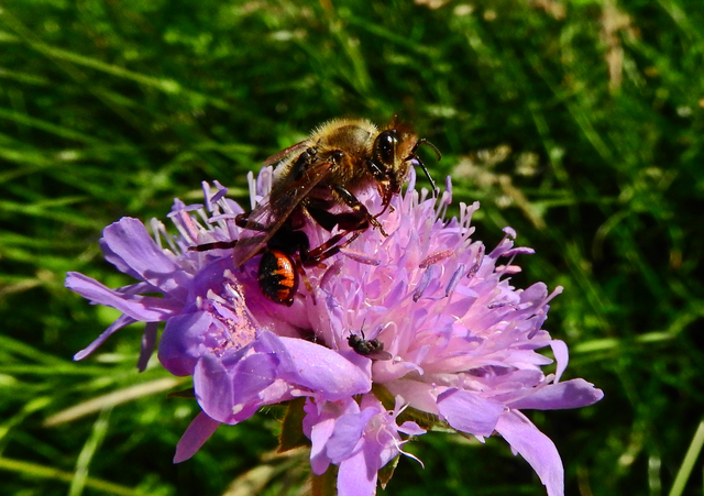 Synema globosum/ornatum