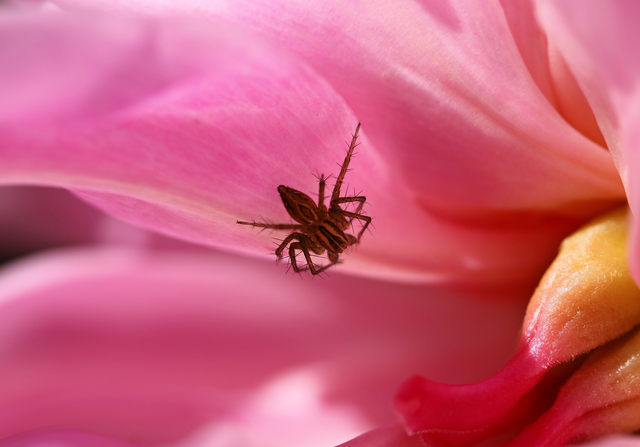 Oxyopes lineatus