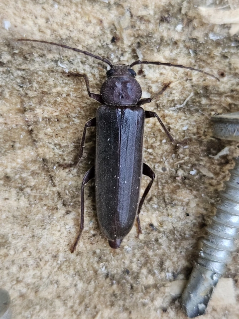 Arhopalus rusticus - gödrösnyakú cincér