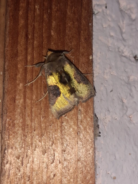 Diachrysia chrysitis - aranybagoly