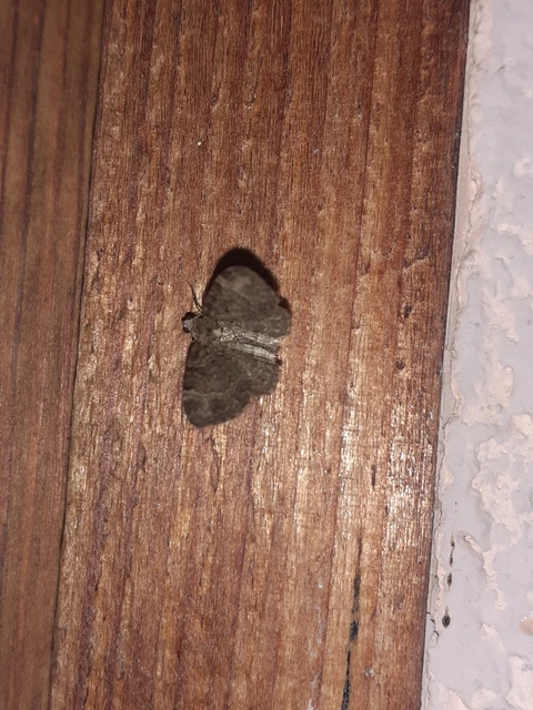 Pasiphila chloerata - hamvas törpearaszoló