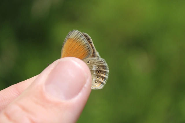 Coenonympha glycerion - közönséges szénalepke