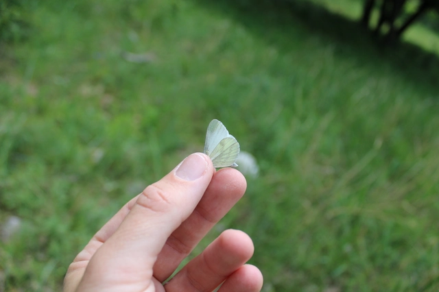 Leptidea sinapis - mustárlepke