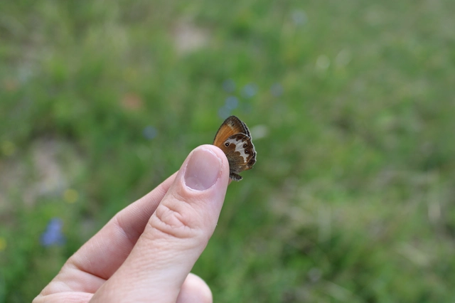 Coenonympha arcania - fehéröves szénalepke