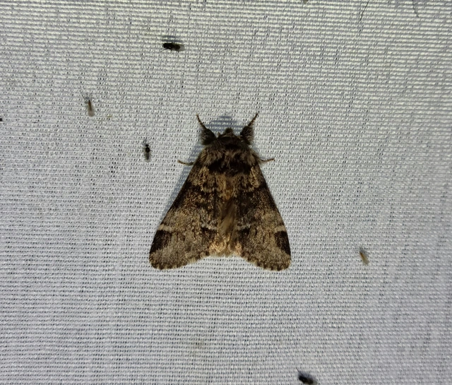 Drymonia dodonea - bélyeges púposszövő