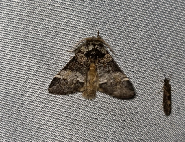 Drymonia dodonea - bélyeges púposszövő