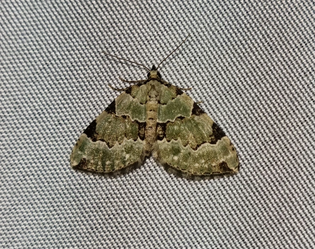 Colostygia pectinataria - zöld levélaraszoló