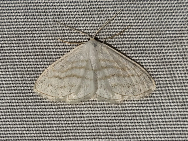 Scopula caricaria - mocsári fehéraraszoló